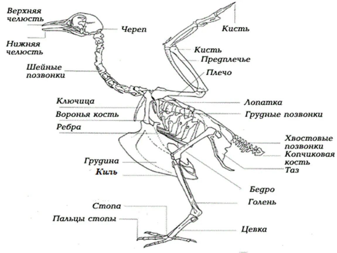 Биология 7 класс внутреннее строение птиц скелет. Скелет птицы пояс передних конечностей. Скелет птицы схема биология 7 класс. Скелет индейки строение. Сколько отделов у птиц