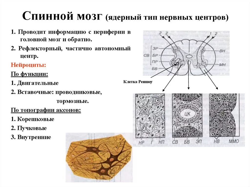 Нейроциты классификация гистология. Типы нейроцитов спинномозговых узлов. Строение спинномозгового ганглия мозга гистология. Морфологический Тип нейронов спинномозгового узла.