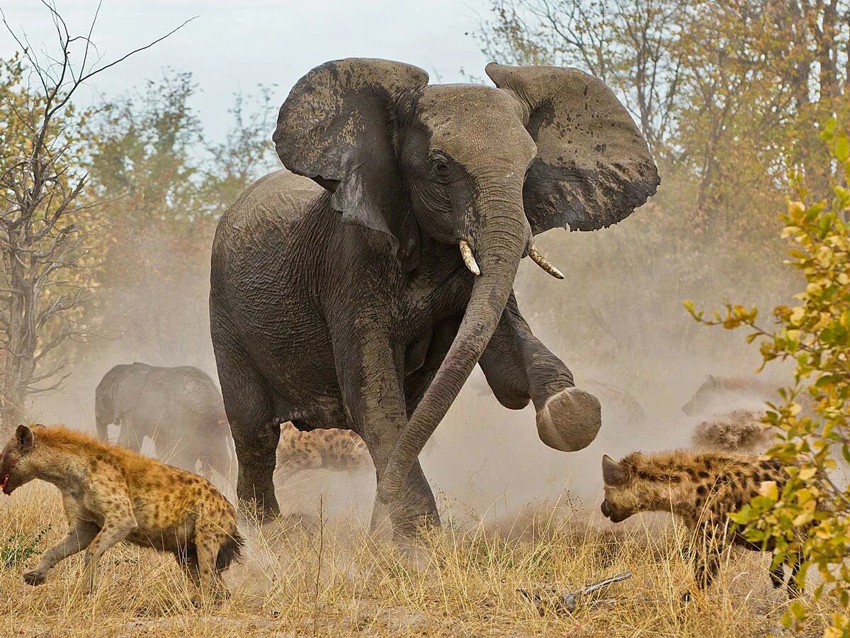 Африканский саванный слон. Слон в саванне. Злой слон. Слоники виде