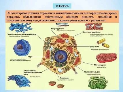 Животная клетка. Строение органелл растительной клетки и животной. Особенности строения животной клетки. Строение живой клетки функции органоидов. Многоклеточные организмы эукариоты.