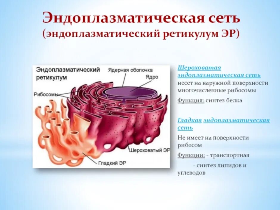 Шероховатая эпс участвует в синтезе. Эндоплазматическая сеть ретикулум функции. Шероховатая эндоплазматическая сеть. Эндоплазматический ретикулум строение. Эндоплазматическая сеть Синтез липидов.