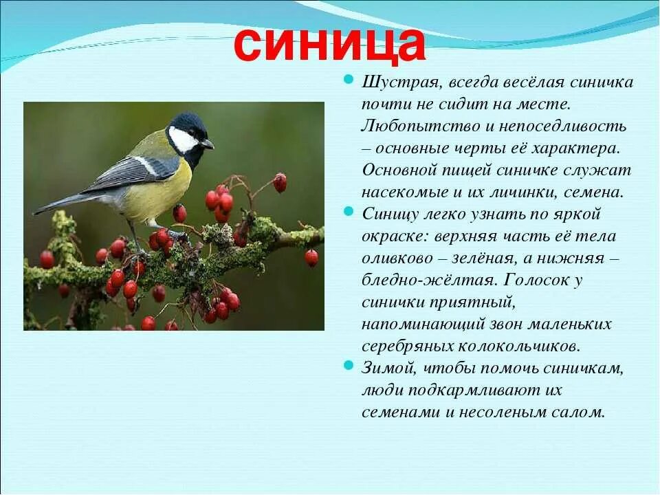 Рассказ про птиц 2 класс окружающий мир. Синичка птица описание. Синица описание для детей. Синичка описание для детей. Описание синицы.