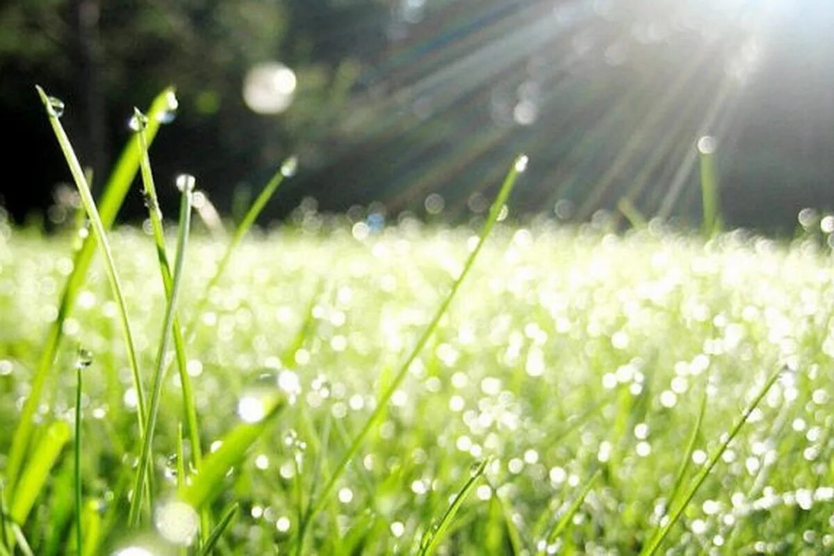 над рекой калина спелая налитая соком. гармонист вялков. песня в молодой осоке прячутся и дожди. белая гвардия ноты. песня не будите журавли вдов.