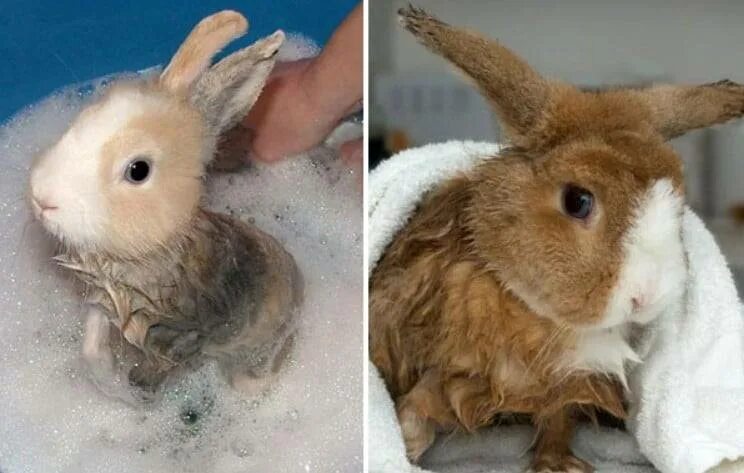 Можно ли мыть кролика декоративного. Температура для кроликов декоративных.