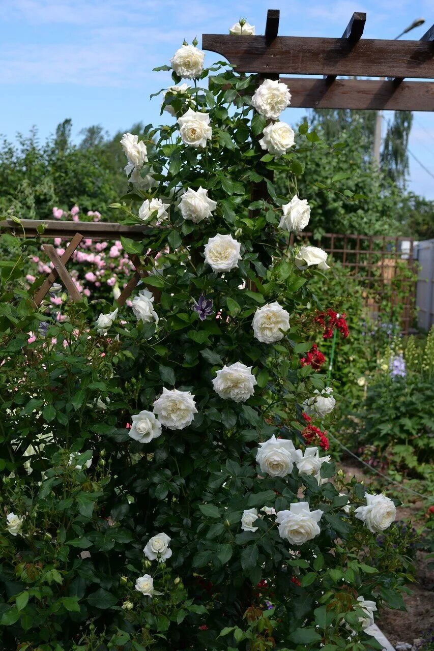 аляска плетистая