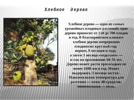 История дерева кратко