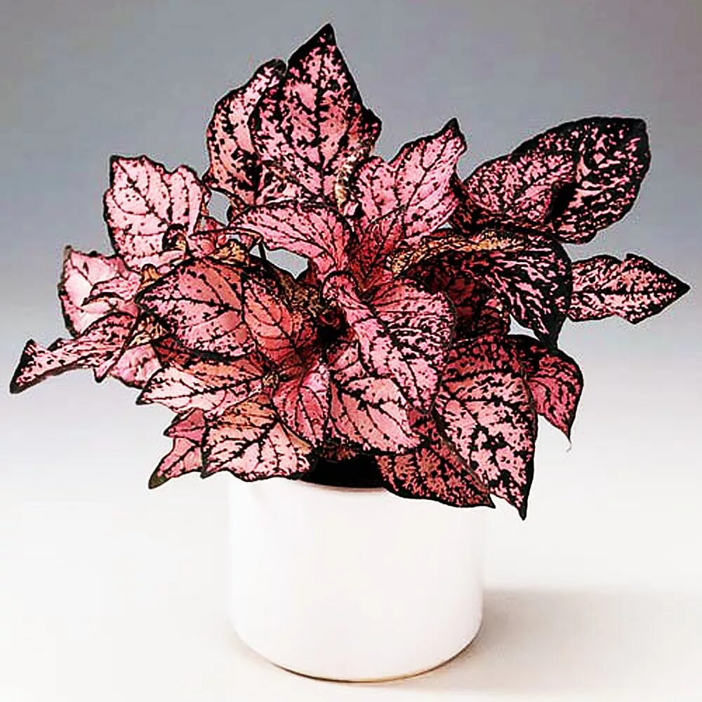 цветок с цветущими листьями. колеус гибридный coleus. эписция валенсия. колеус фиолетовый. цветок с цветущими листьями.