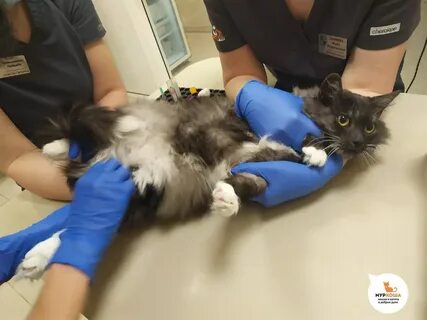 Усыпить кошку телефон в москве