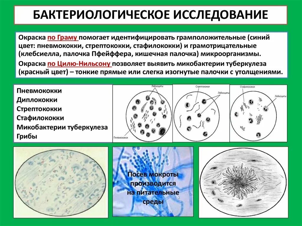 Пневмококк окраска по Граму. Бактериоскопическое исследование мокроты. Бактериологический метод исследования мокроты метод. Окраска мокроты по Граму грамположительные и грамотрицательные.