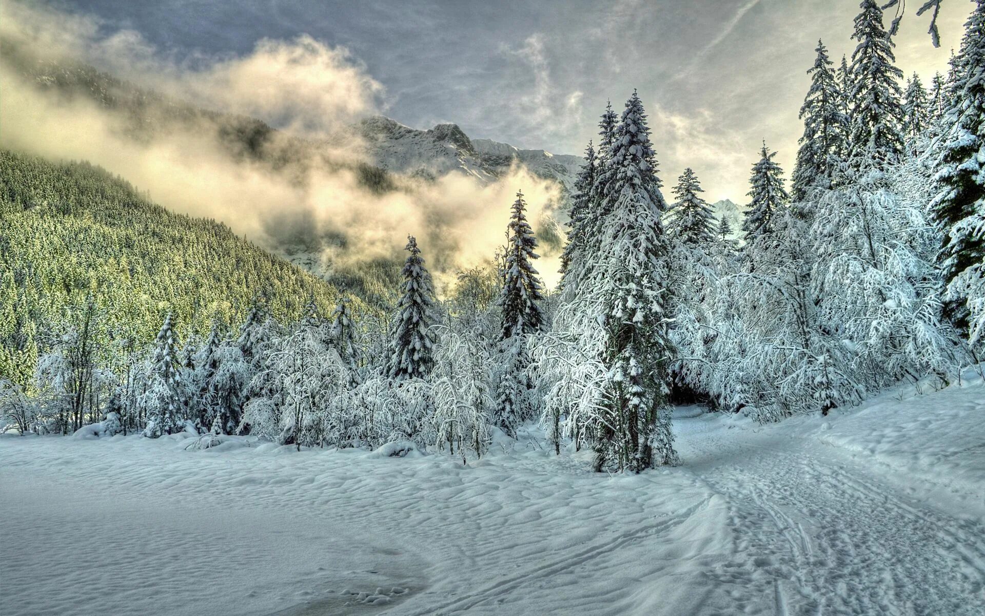 Красивый зимний лес. Зима в лесу. Снежный лес. Зимой в лесу. Лес в снегу.
