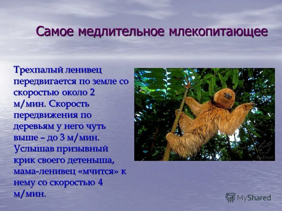 Органы движения млекопитающих. Способы передвижения млекопитающих. Движение млекопитающих. Способ передвижения крота. Способы ходьбы у млекопитающих.