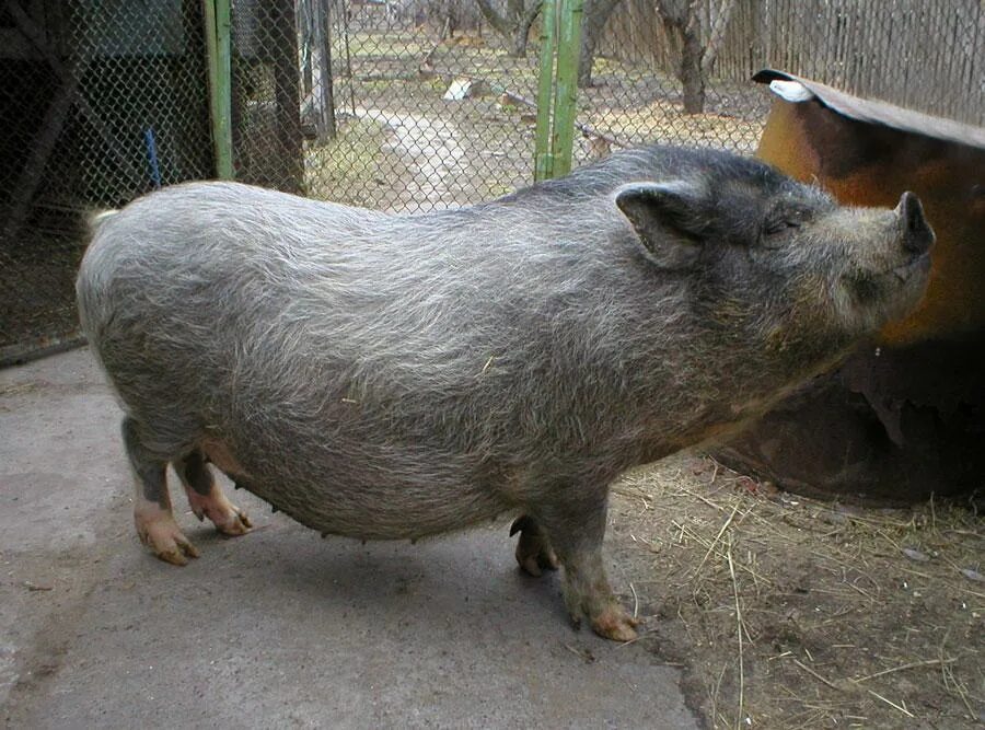 Ливенская свинья. Уржумская порода свиней. Муромская порода свиней. Муромская порода поросята. Вьетнамская вислобрюхая свинья.