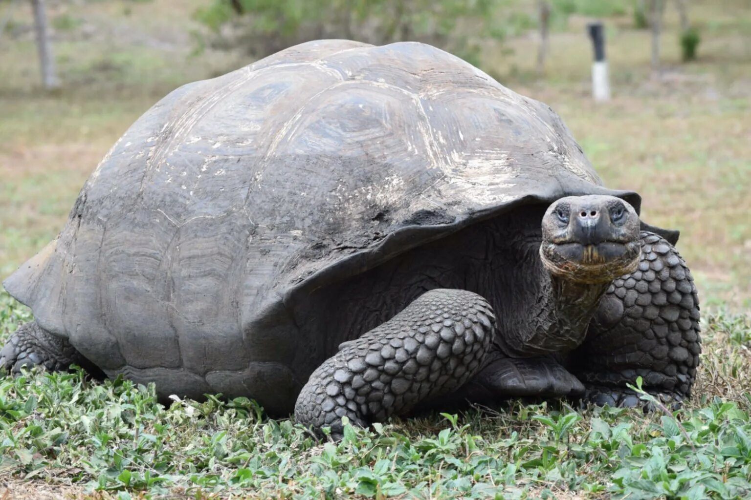 Абингдонская слоновая черепаха. Галапагосская черепаха. Джонатан Галапагосская черепаха. Черная Галапагосская черепаха. Черная слоновая