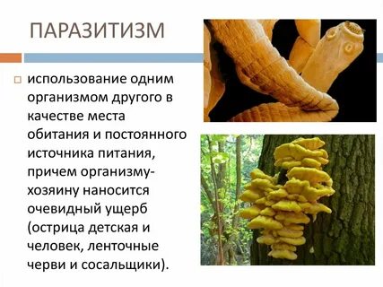 Что такое паразитизм 5 класс биология кратко