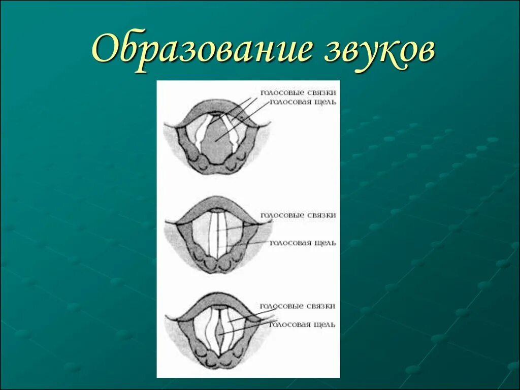 Образование звука голосовыми связками. Голосовые связки и голосовая щель. Строение голосовых связок. От чего зависят голосовые связки