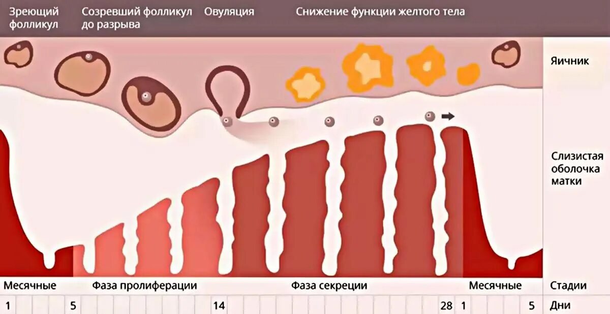 Месячные каждые сколько дней. Овуляция. Менструальный цикл. Цикл овуляции.