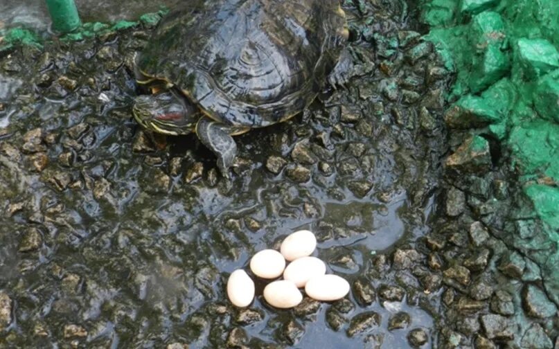 Черепаха белка