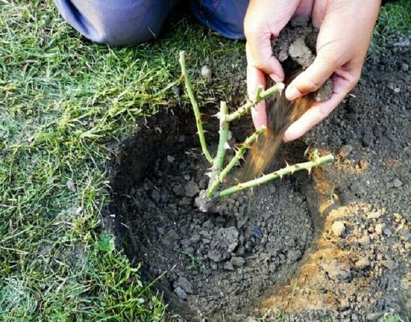 Что добавить в грунт при посадке роз. Корневая шейка у розы. весенние посадки. посадка роз. посадка саженцев роз весной в грунт.