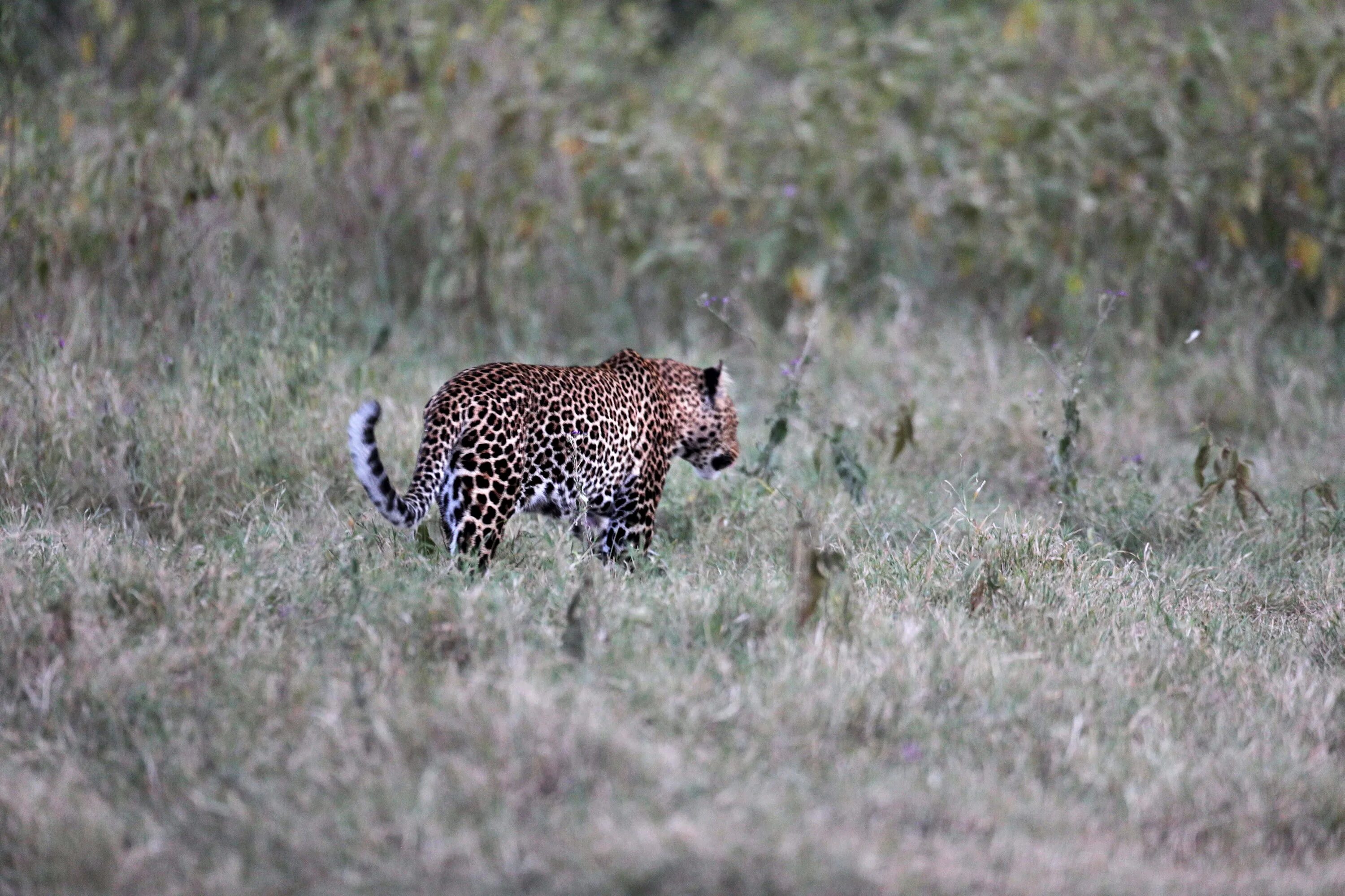Клубничный леопард животное. Собака в сафари. Южная африка ботсвана. Львица. Клубничный леопард фото.