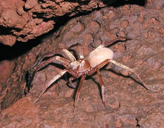 Whip Spiders (Amblypygi) Spider, Brazil amazon rainforest, Amazon rainforest