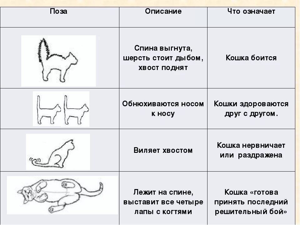 Почему кошки виляют хвостом