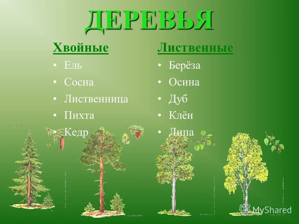 Осина пихта сосна. Кедр хвойное или лиственное дерево. осина хвойное или лиственное дерево. ель пихта сосна кедр лиственница. лиственница это хвойное или лиственное дерево.