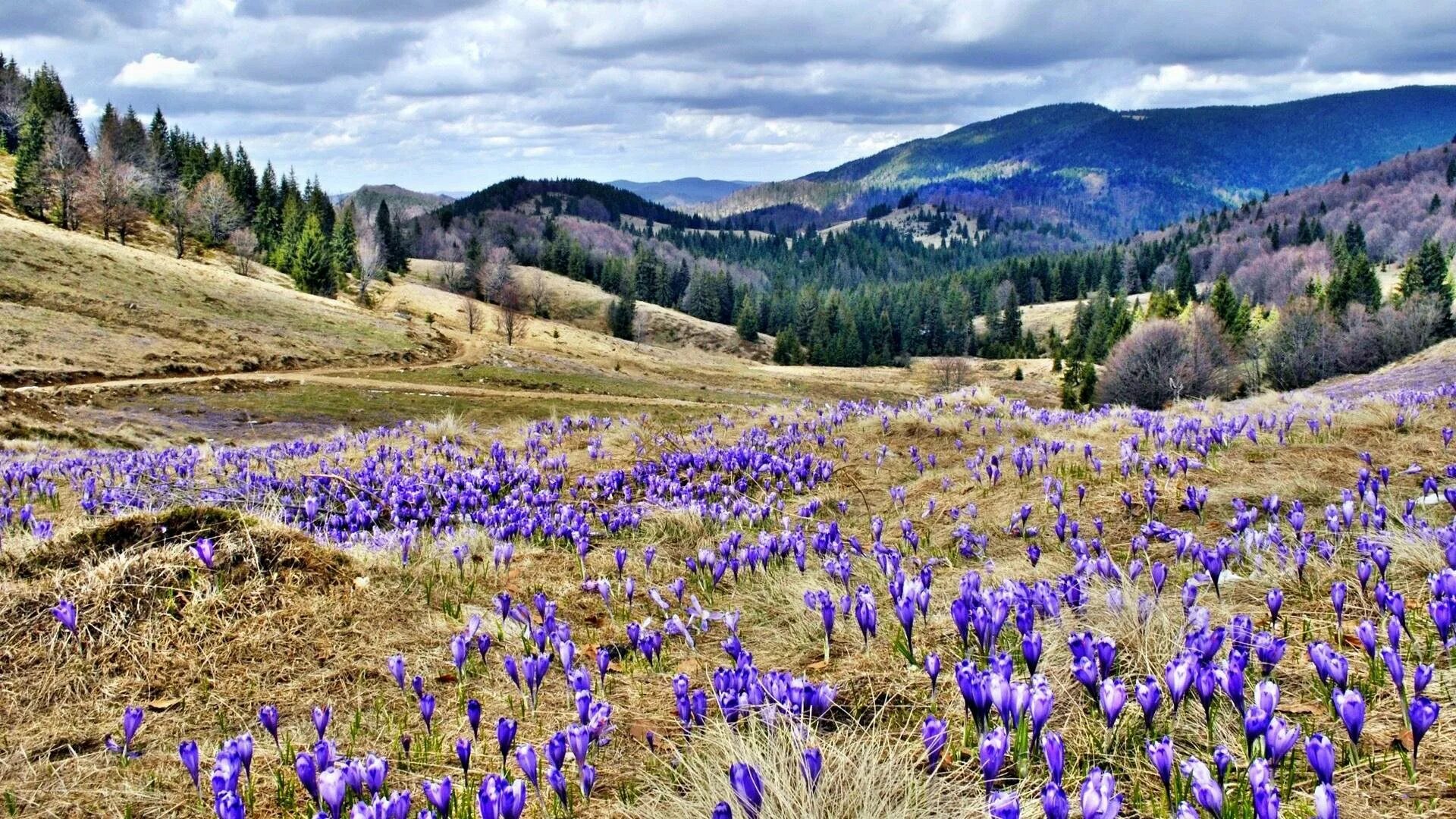 Альпийские Луга Таганай. Альпийские Луга Алтая. Горные Луга Крыма. Подснежники Заилийский Алатау.