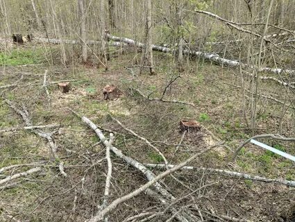 Ущерб причиненный лесным насаждениям