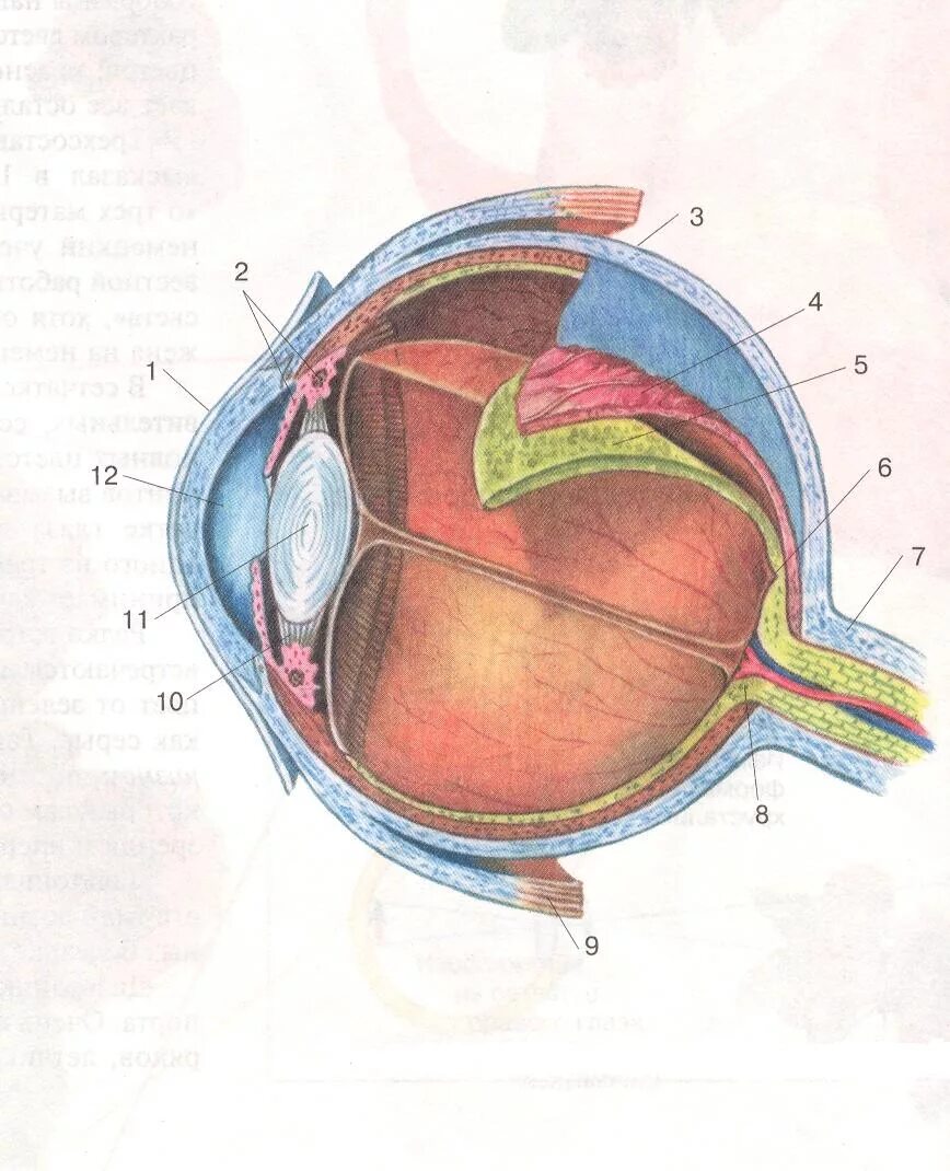 Зрительный анализатор строение органа зрения. Строение зрительного анализатора глазное яблоко. Строение глазного яблока биология 8 класс. Строение глазного яблока биология 8 кл. Орган зрения глазное яблоко анатомия.