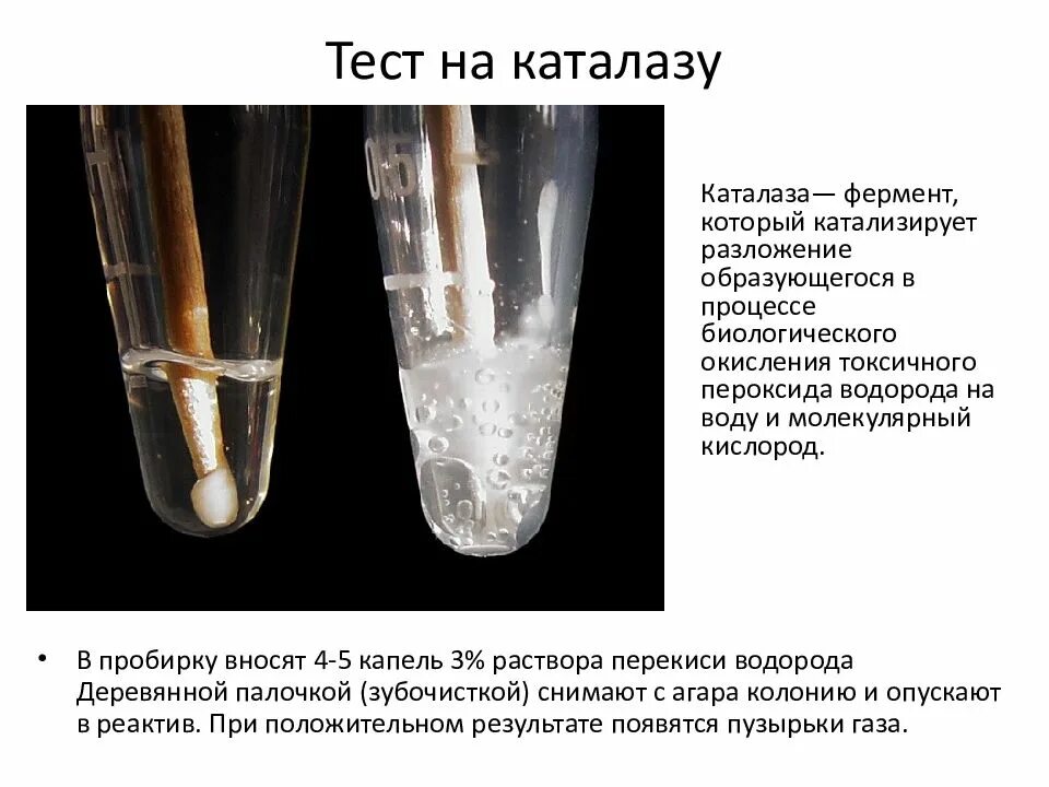 Выделение пузырьков газа. Фермент каталаза разлагает пероксид. Каталаза и перекись водорода. Тест на каталазу. Каталаза положительные.