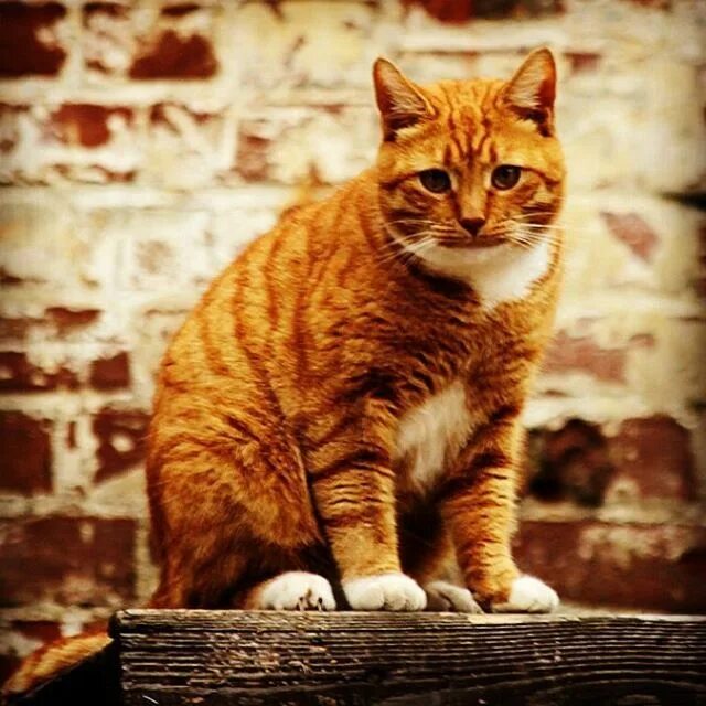 Коты выборга. Коты выборга