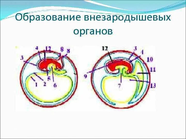 Схема развития внезародышевых органов. Внезародышевые органы амнион. Внезародышевые оболочки человека. Формирование внезародышевых органов гистология.