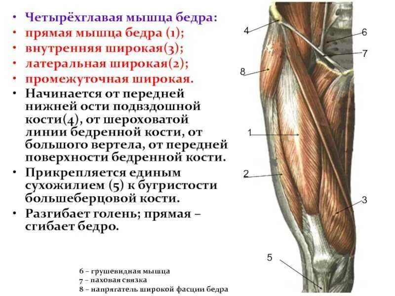 Функции четырехглавой мышцы бедра функции. Четырехглавая мышца бедра (квадрицепс). Четырехглавая мышца бедра крепление. Мышца квадрицепс бедра анатомия.