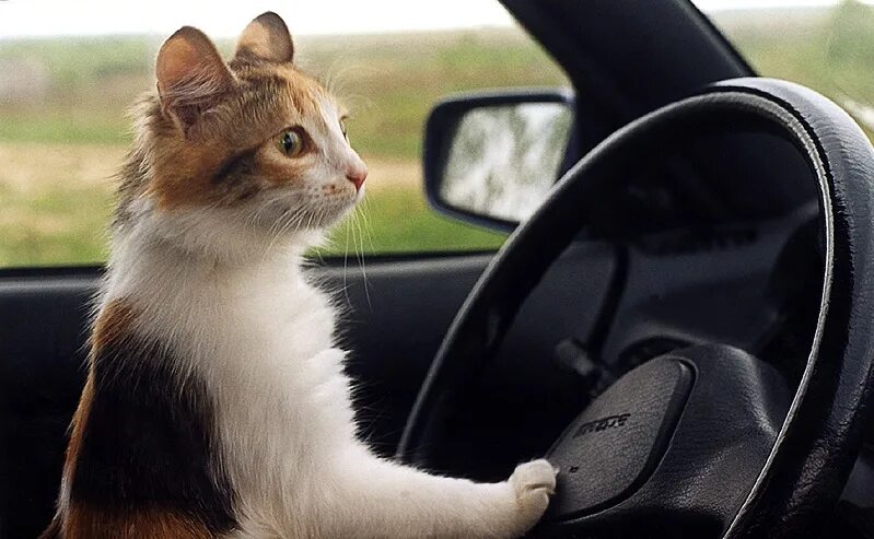 Кошка ездит. Кот за рулем. Кот за рулём машины. Кошка в автомобиле. Рыжая кошка за рулем.