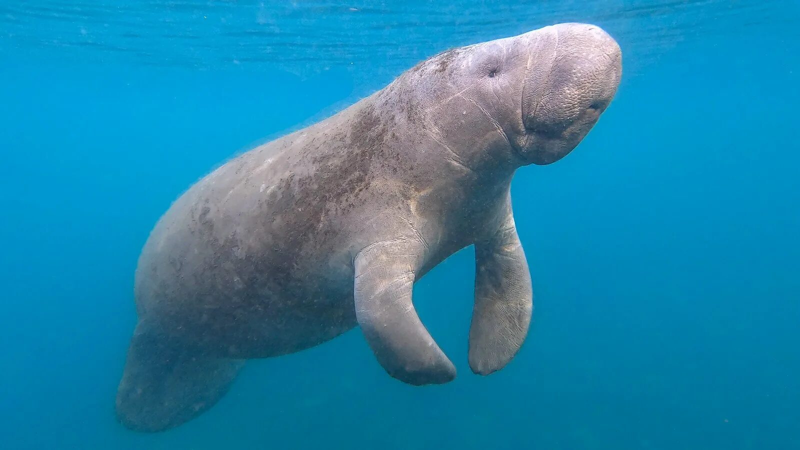 Дюгонь морская корова. Американский Ламантин Trichechus manatus. Стеллерова морская корова. Морская корова Дюгонь Ламантин Стеллерова корова.