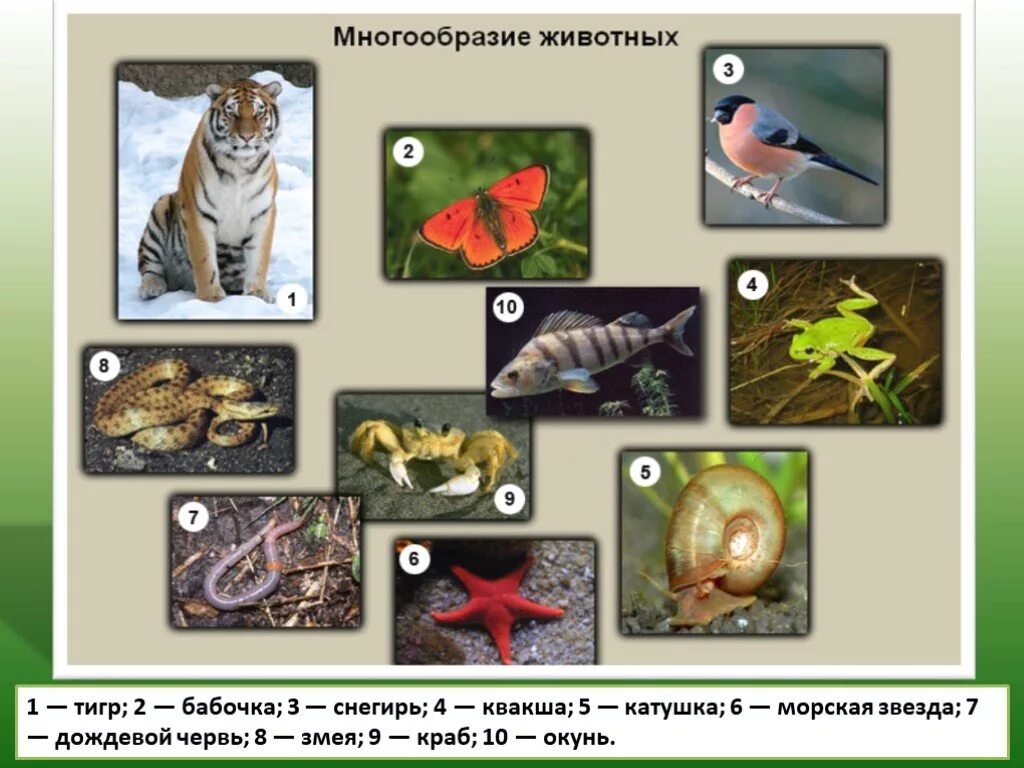 Строение и многообразие животных. Многообразие животных. Царство животные. Многообразие царства животных. В царстве животных.