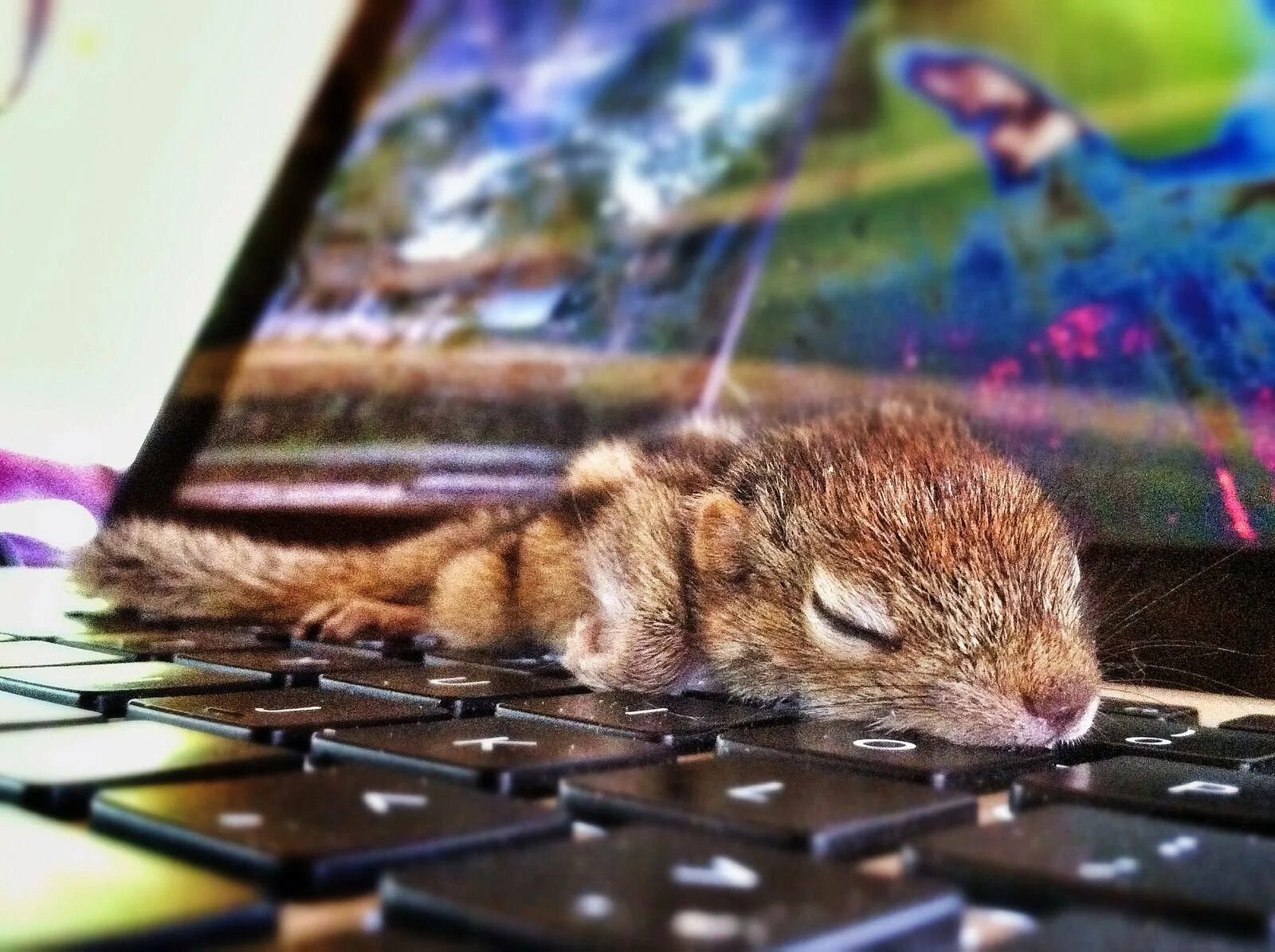 Белка за компьютером. Мышь за компьютером. Милые животные за компьютером. Хомячок в компьютере. Хомяк компьютерный