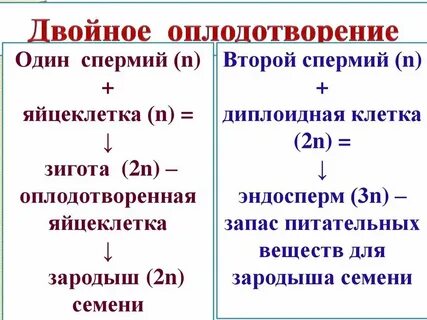 Оплодотворение двумя спермиями