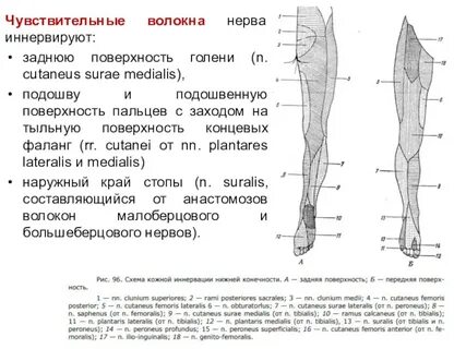 Кожу бедра иннервируют