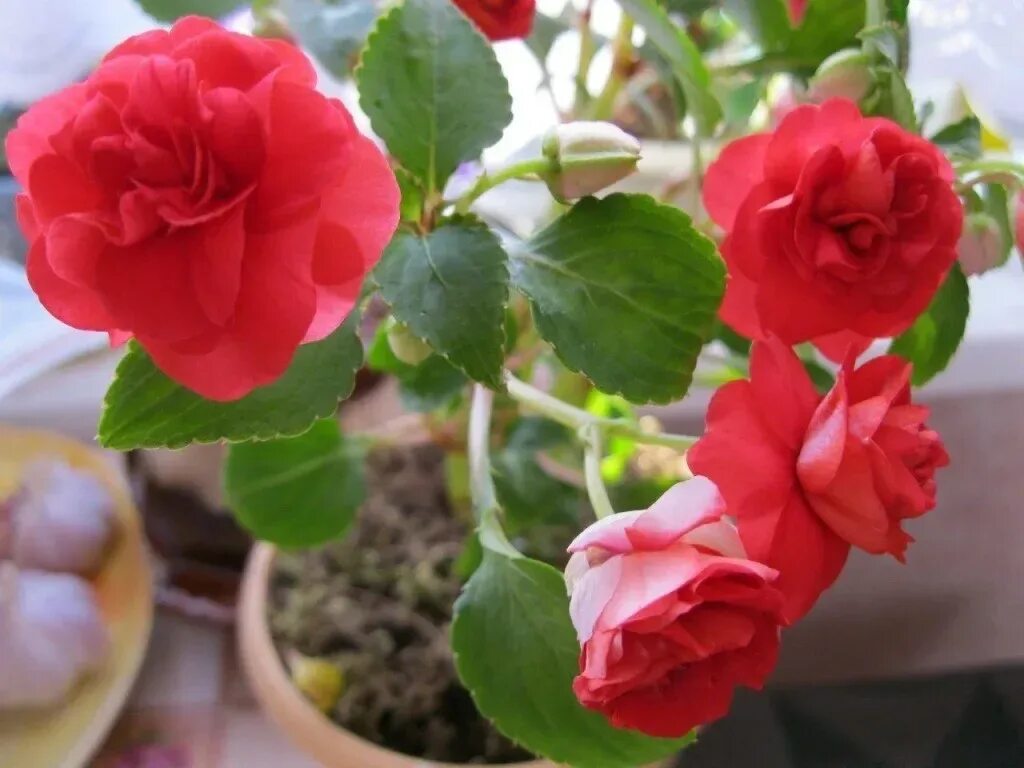 Double Impatiens By overcrowding the plants you get the following effect. They f