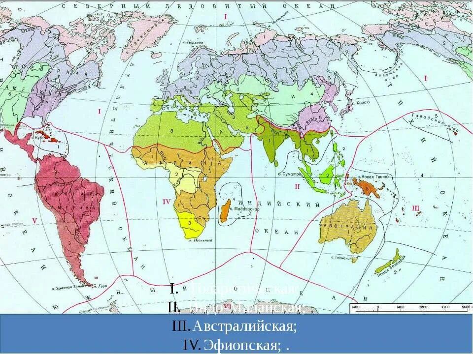 Территории размещения животных. Виды ареалов. Неотропическое царство животные. Московский зоопарк схема территории. Животный мир россии карта.