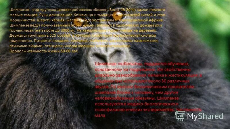 кенгуру какого рода существительное. какого рода слово шимпанзе. род слова шимпанзе. шимпанзе какой род. презентация общественные животные.