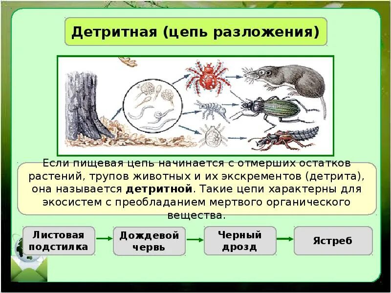 Цепь питания с дождевым червем. Типы пищевых цепей пастбищная и детритная. Цепь питания выедания. Детритная цепь питания. Пастбищная пищевая цепь.