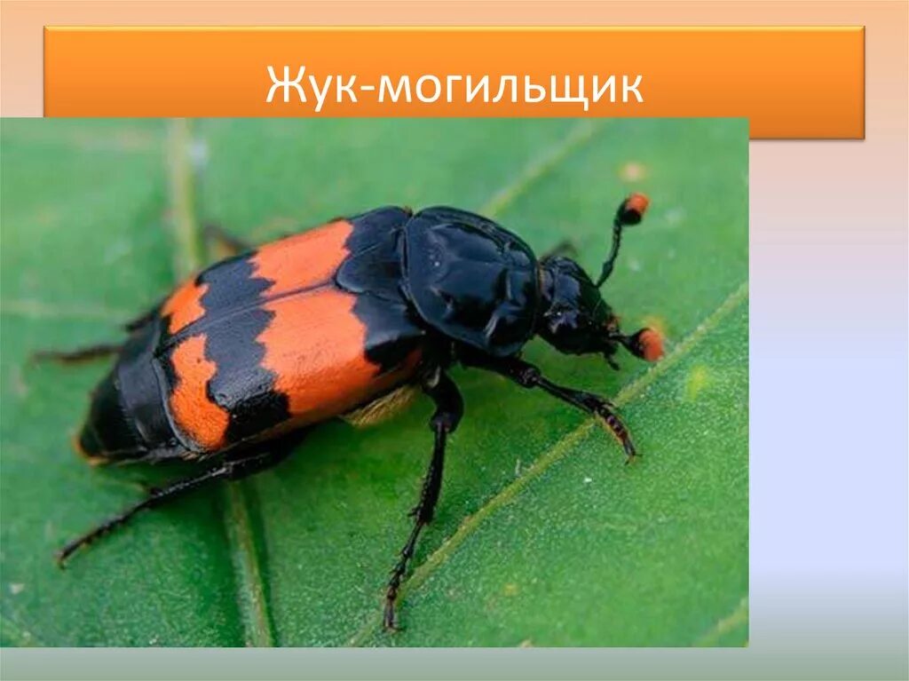 жук могильщик выделительная система. внешнее строение жука могильщика. жук для презентации. жук могильщик примета. жук могильщик обыкновенный.