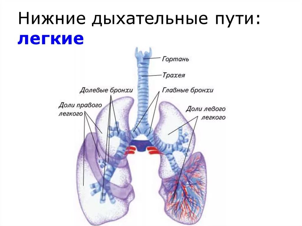 Что такое легкие. Строение нижних дыхательных путей. Строение нижних дыхательных путей человека анатомия. Дыхательная система трахея анатомия. Строение верхних и нижних дыхательных путей человека.