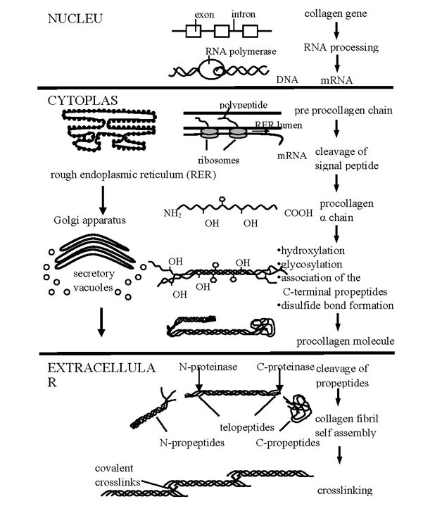Коллаген что это такое простыми словами. Биосинтез коллагена схема. Схема этапов синтеза коллагена. Коллаген Синтез реакция схема. Синтез коллагена биохимия схема.