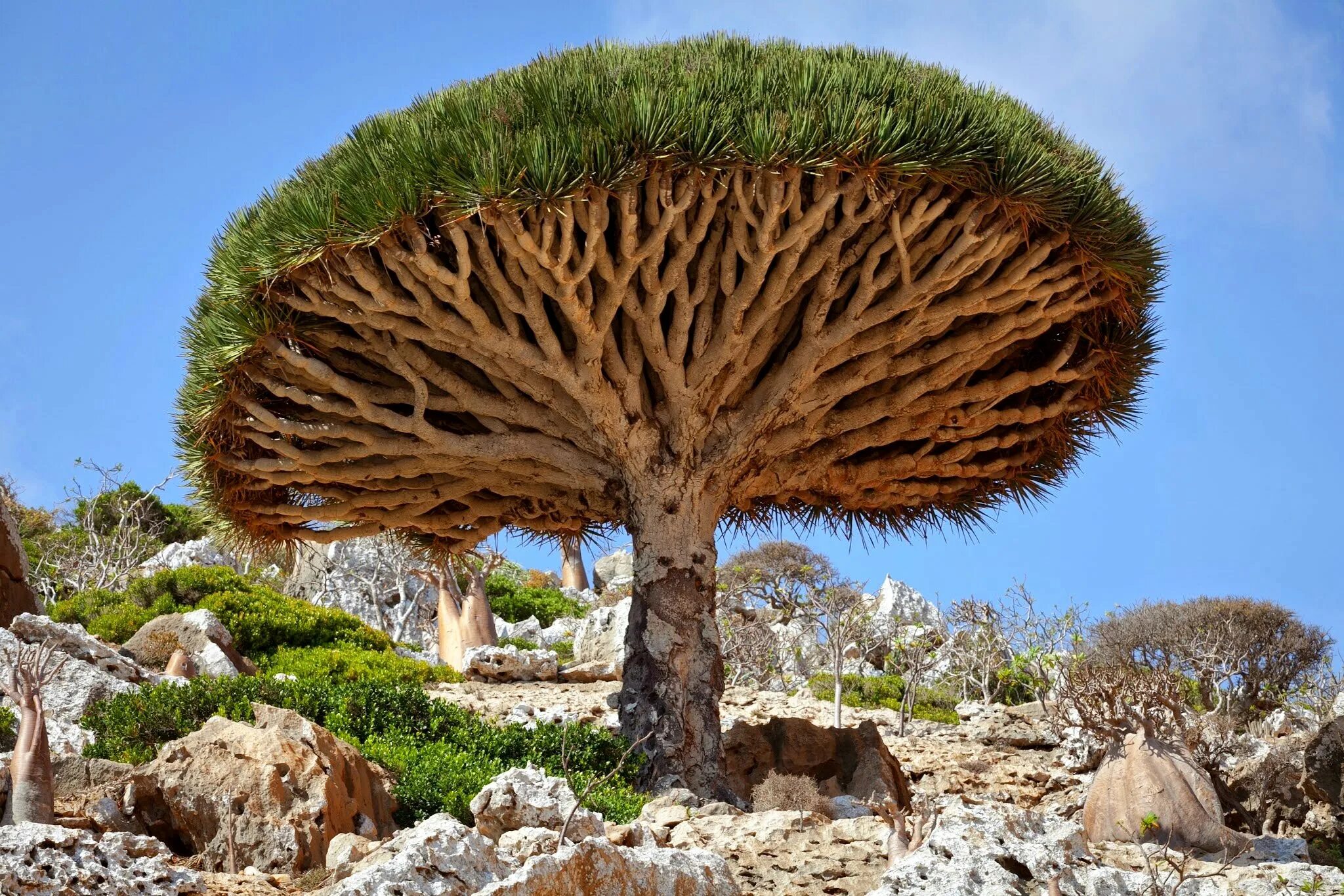 Редкое дерево растущее. Драконовое дерево Сокотра. Драконовые деревья на острове Сокотра. Растения Австралии драконовое дерево. Баобабы на Сокотре.