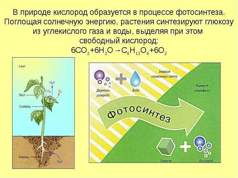 Кислород появился в результате. Кислород в процессе фотосинтеза. в процессе фотосинтеза кислород образуется. растения в процессе фотосинтеза выделяют кислород. кислород при фотосинтезе образуется в процессе.