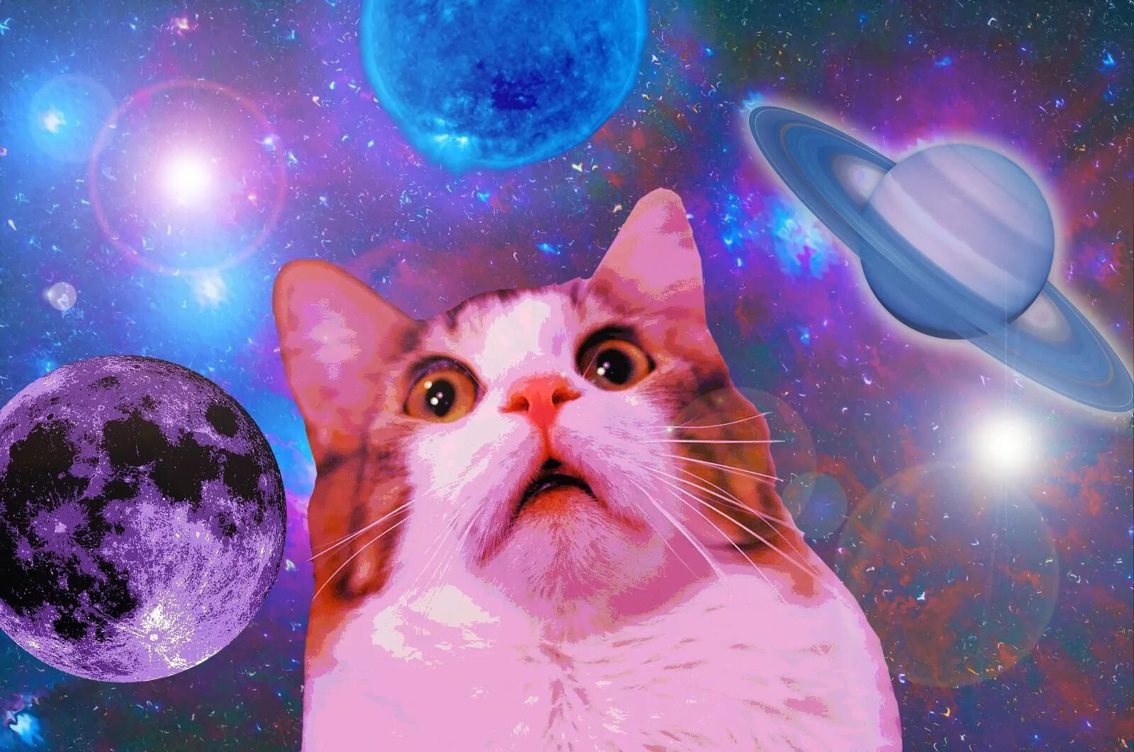 Космический кот. Кот в космосе. Котенок в космосе. Космо коты.