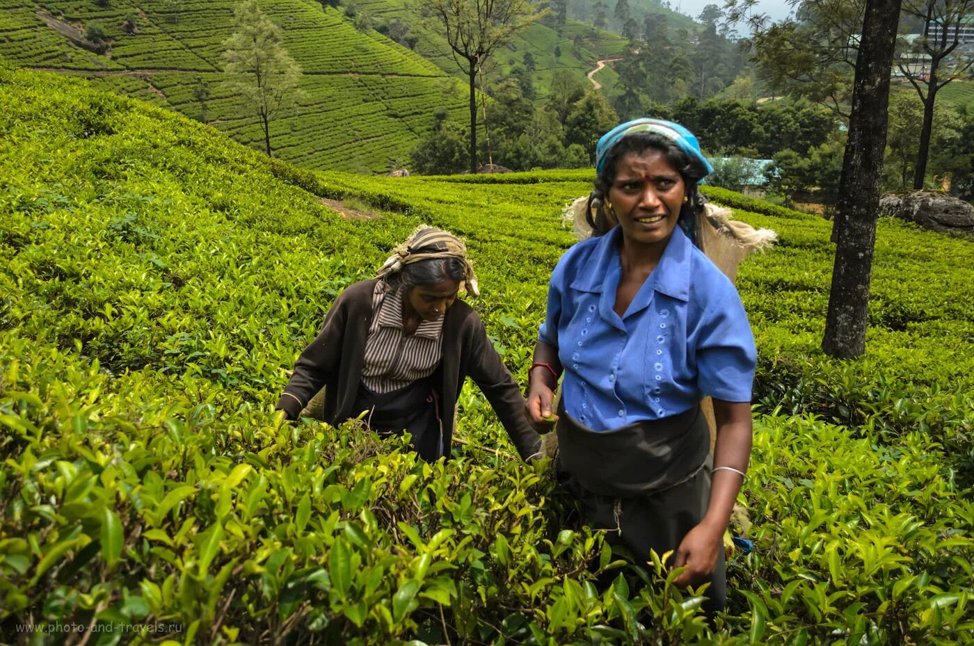 Шри ланка производство. Шри Ланка чайные плантации. Нувара Элия Ботанический сад. Шри Ланка плантации чая. Нувара Элия чай сборщицы.